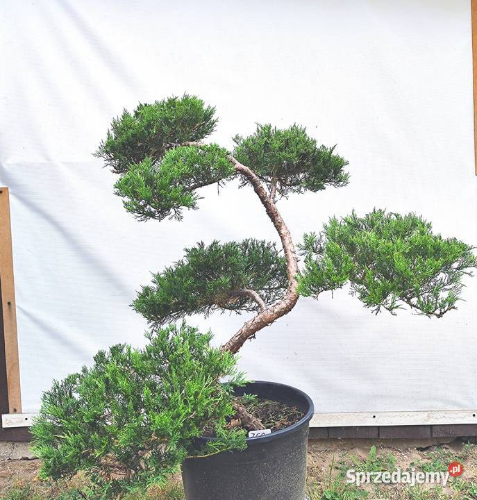 Bonsai Niwaki jałowiec Medynia Łańcucka