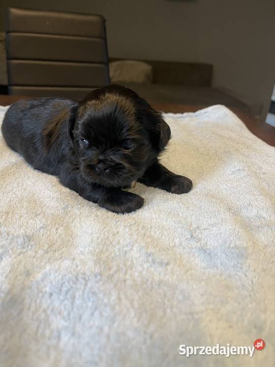 Shih tzu Zwierzęta zachodniopomorskie Sianów