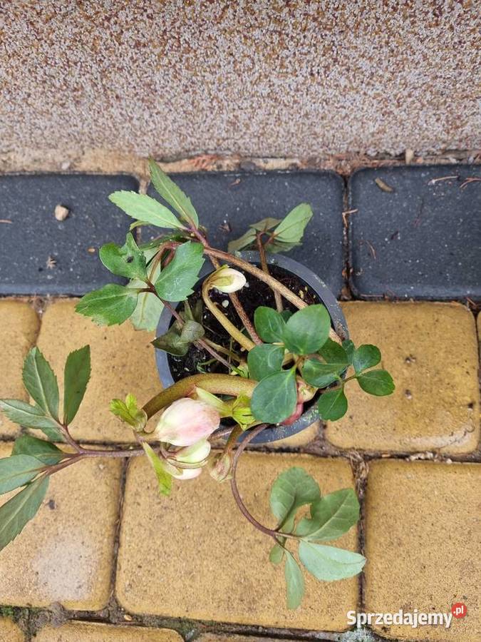 Ciemiernik Helleborus Niger Biały doniczka lubelskie Lublin