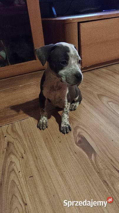 Amstaff Szczeniaki Radomsko