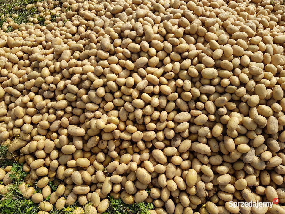 Ziemniaki Queen Anna świeżo kopane Działdowo sprzedam