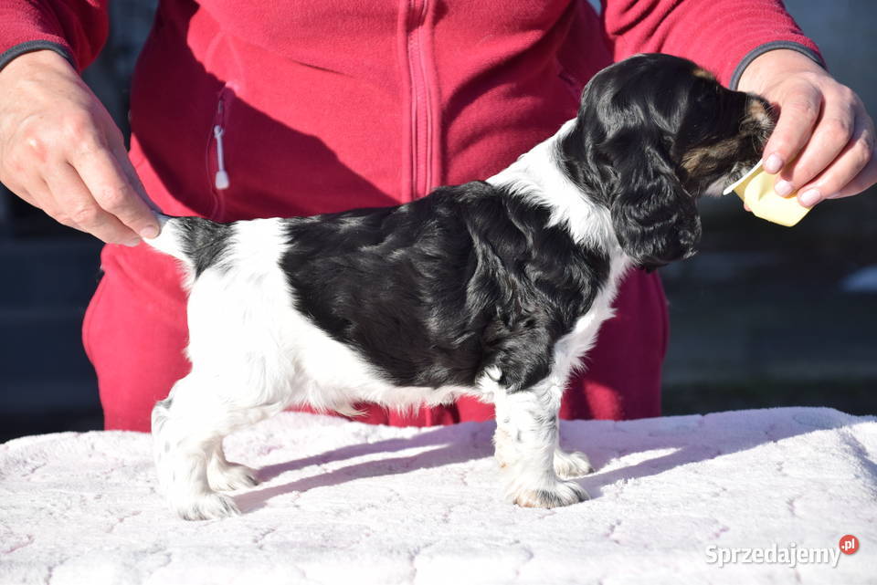 Cocker Spaniel Angielski Burbon Nowy Sącz