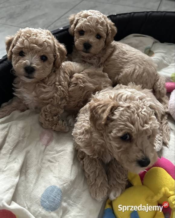 Piesek bichpoo bichon frise pudel toy nie Warszawa