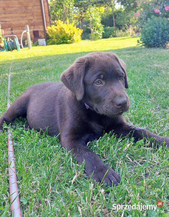 Labrador czekoladowy szczenię piesek łódzkie Bogumiłowice