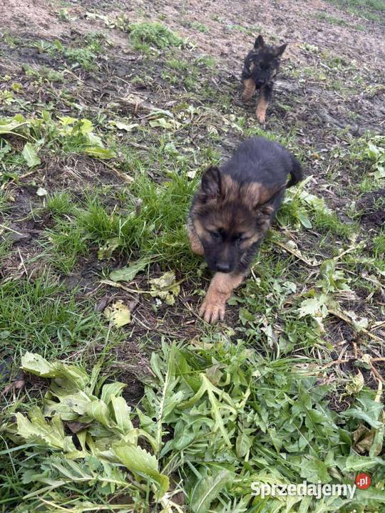 Szczeniaki owczarka niemieckiego Białobrzegi