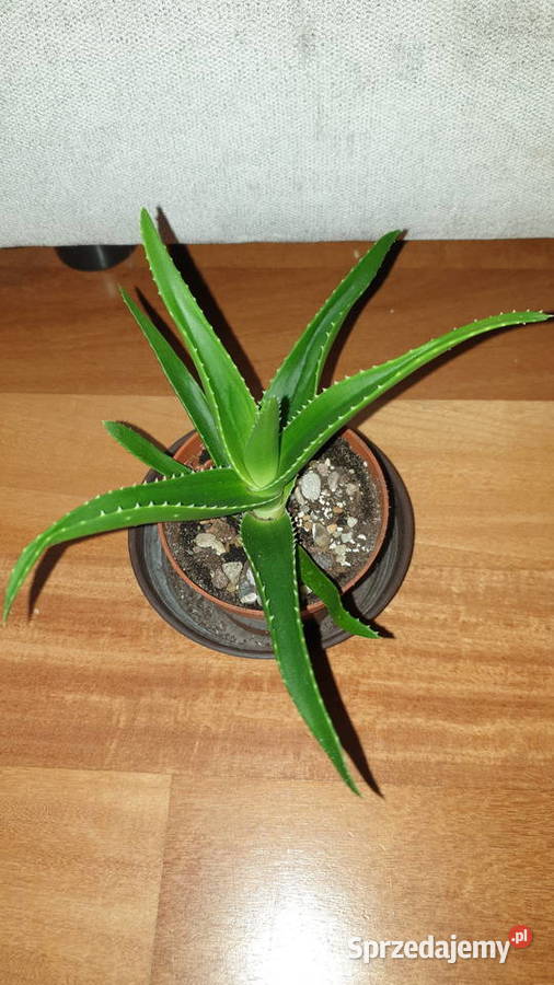 Aloes zielony roślina rosnąca 2 Warszawa