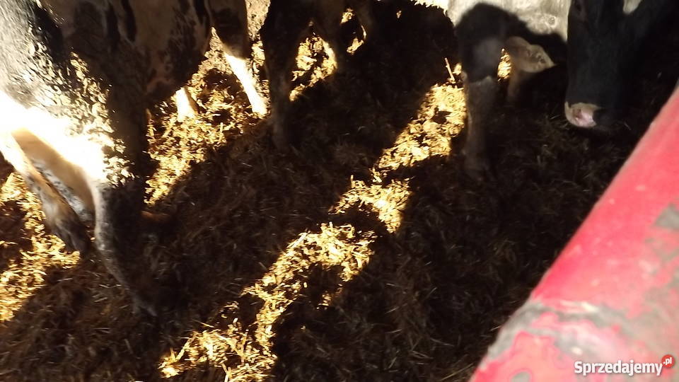 obornik bydlęcy sprzedam zamienię na słomę kujawsko-pomorskie