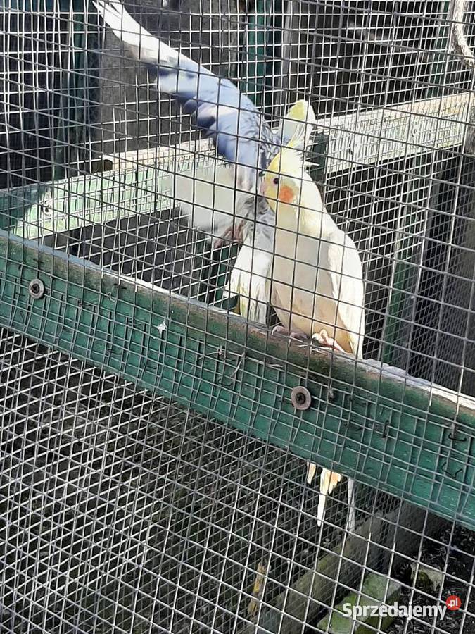 Papugi nimfy para Skała