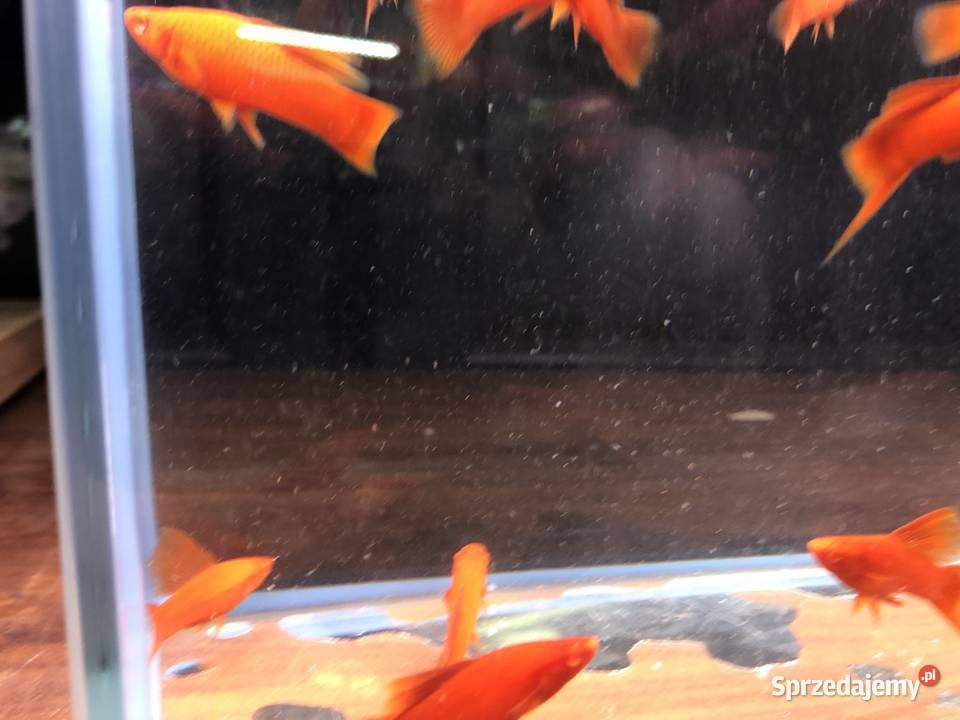 Wiedeński Delta mieczyk Red Albino Justynów