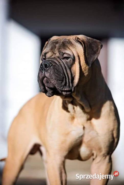 Bullmastiff zapiwiedź miotu Lublin
