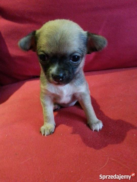 chichuachua szczeniaczki Warszawa