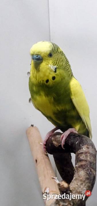 Papugi faliste samiec samica Ptaki małopolskie Tarnów