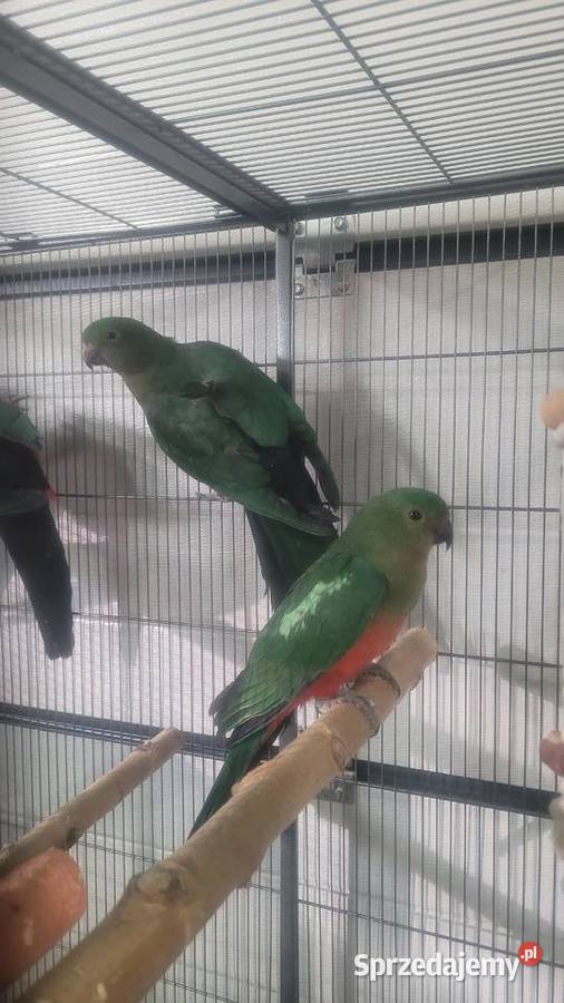 Papugi szkarlatki krolewskie