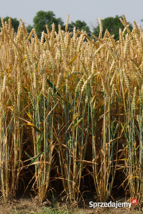 Pszenica ozima Promienna Euforia Produkcja roślinna pomorskie Człuchów