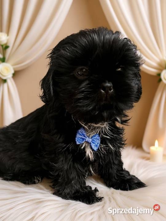 Śliczny piesek rasy ShihTzu szuka domku opolskie Namysłów