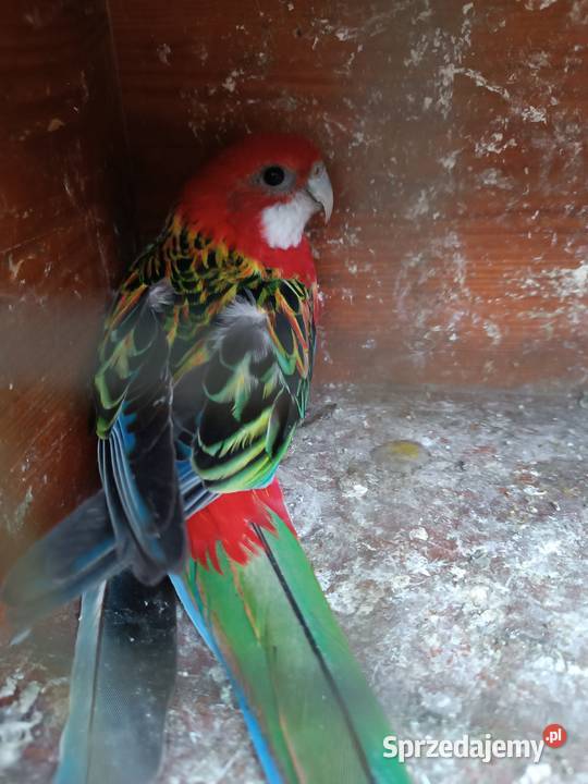 Rozella białolica czerwona samica Opole