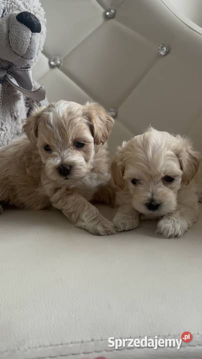 Maltipoo Sunia F1 Częstochowa