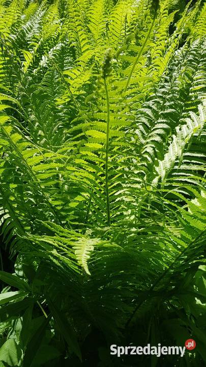 Paproć ogrodowa sadzonkaXXL lubelskie Lublin