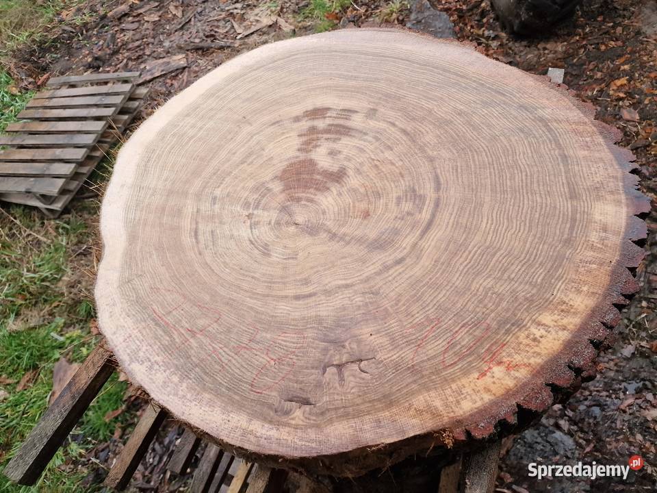 Plastry dębowe pakiet 56 sztuk sprzedam