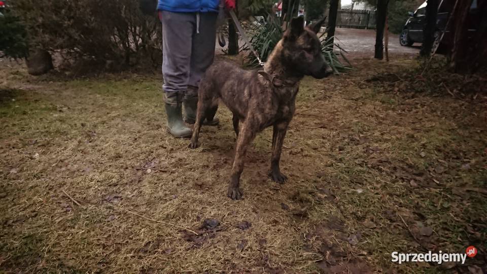 Szczeniaki SUCZKA OWCZAREK HOLENDERSKI hodowla Słodków Pierwszy