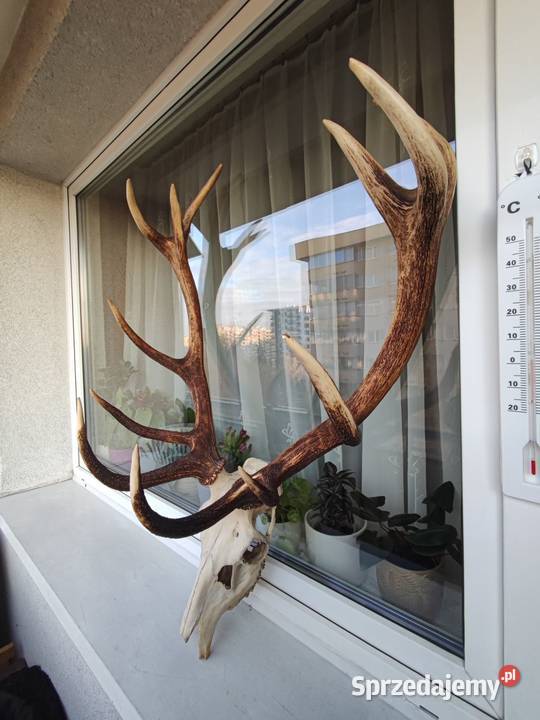 Duże poroże jelenia z czaszka do powieszenia