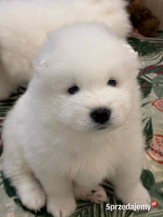 Samoyed szczeniaki ZKwP FCI Tworóg sprzedam
