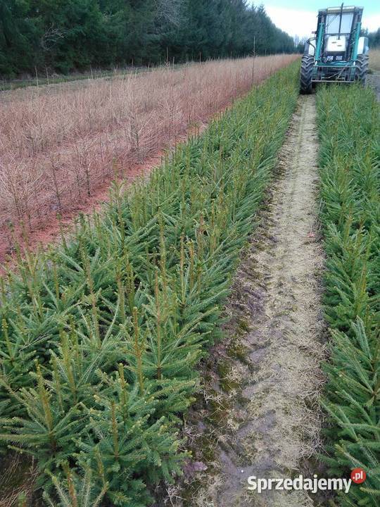 Świerk pospolity 22 40 70 Szczecinek