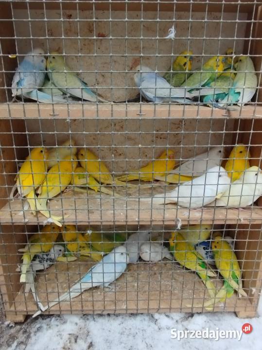 Nimfy faliste sprzedamzamienię Ptaki Bukowiec