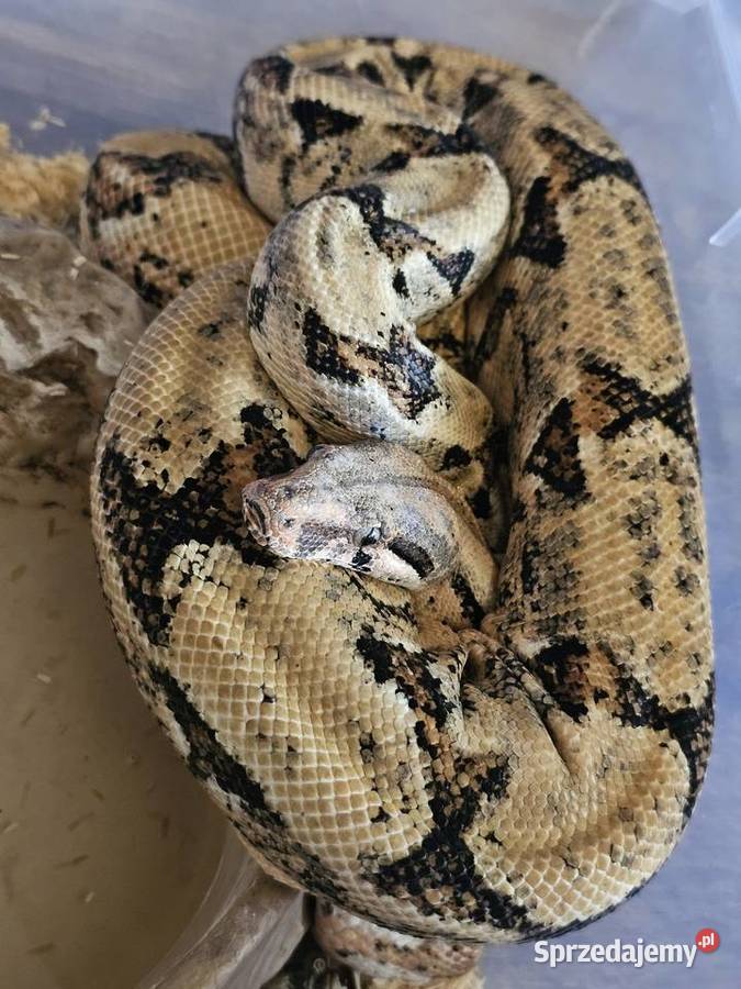 Wąż Boa Constrictor Costa Rica Samiec duży dolnośląskie Wrocław