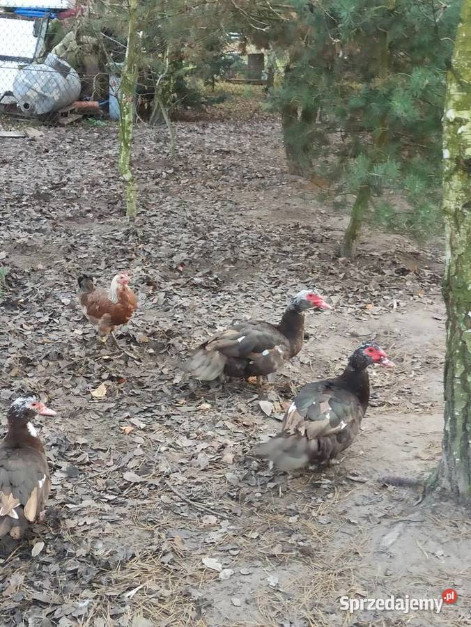 Kaczki i kaczory francuskiepiżmowe czekoladowe Krasnystaw