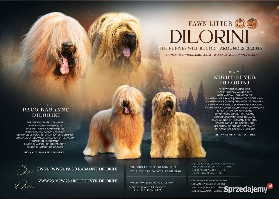 Owczarek Francuski Briard szczenięta Kraków