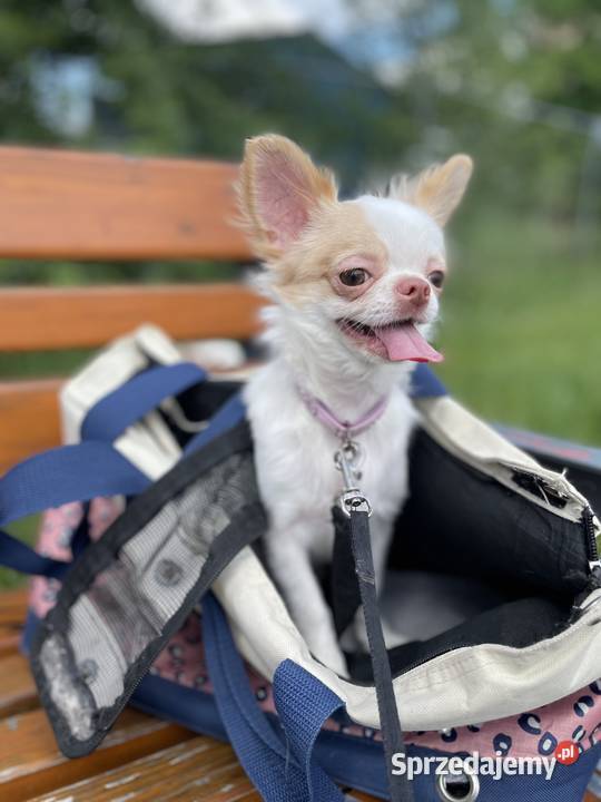MALUTKA SUNIA Chihuahua długowłosa Trzebnica
