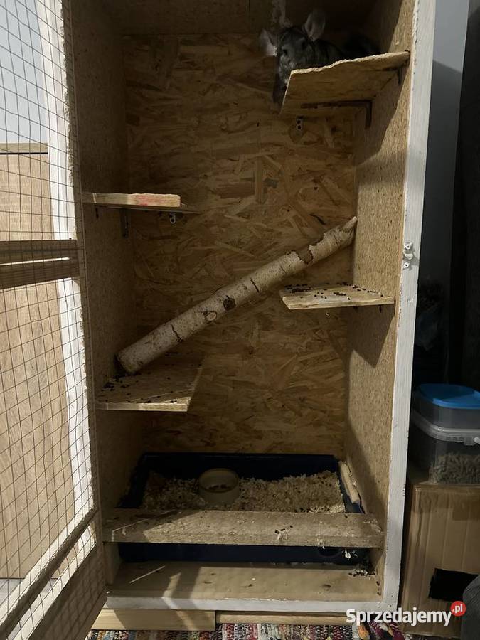 Sprzedam szynszyle samiec i samica sprzedam