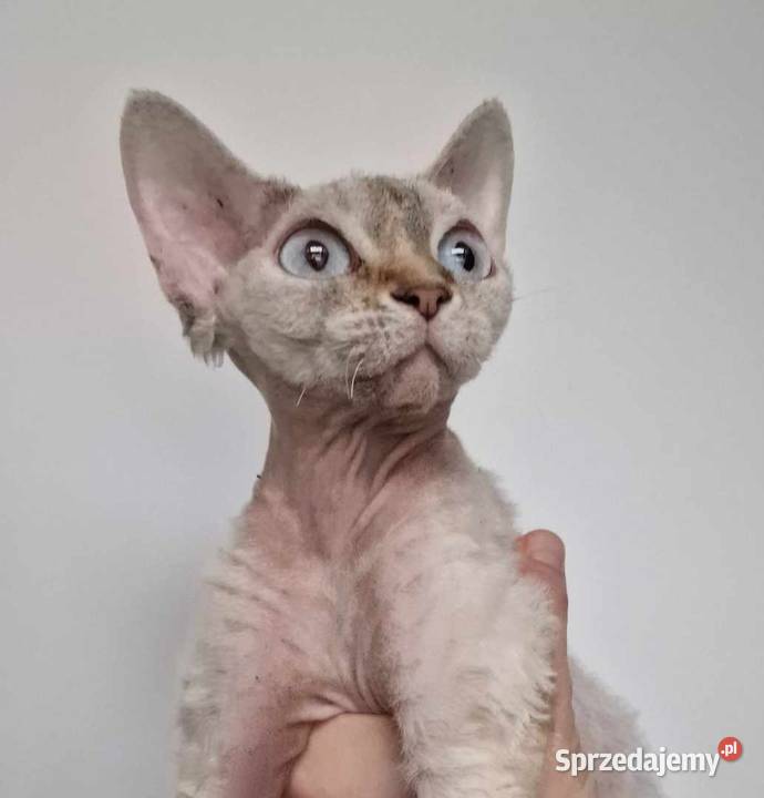 Kochane kotki Devon Rex Devon Rex