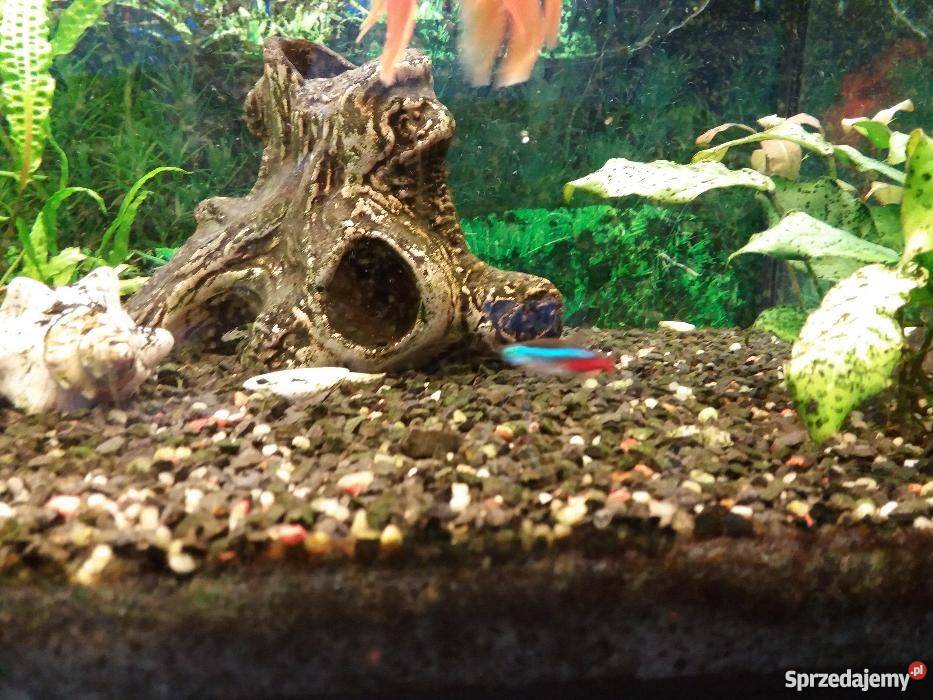 Akwarium 160 litrów stolik przezroczysty lubelskie Kraśnik sprzedam