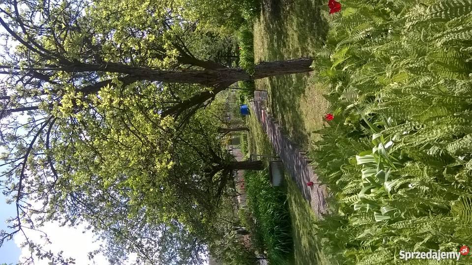 Działka rekreacyjna ROD Przybyszewskiego 460m2 Grunty i działki Toruń