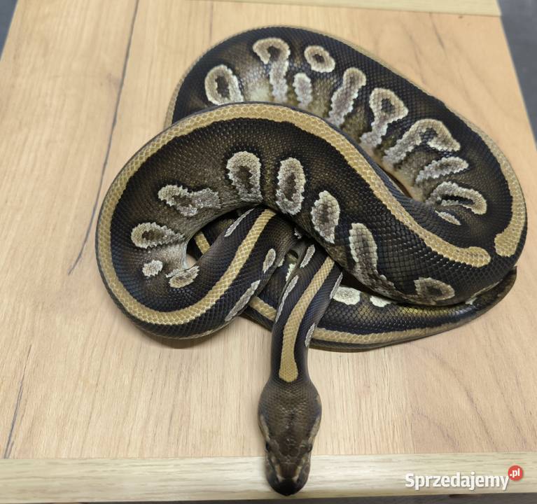 Pyton królewski Mahogany Mojave mazowieckie Makowiec