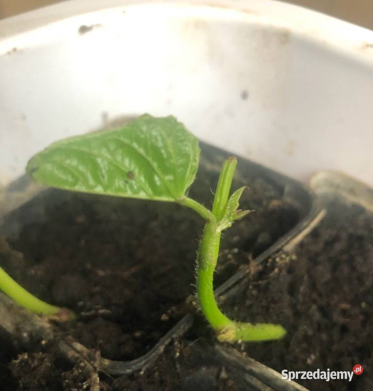 sadzonki pędowe Bataty Batatów ZAPISY maj 2023 Lublin