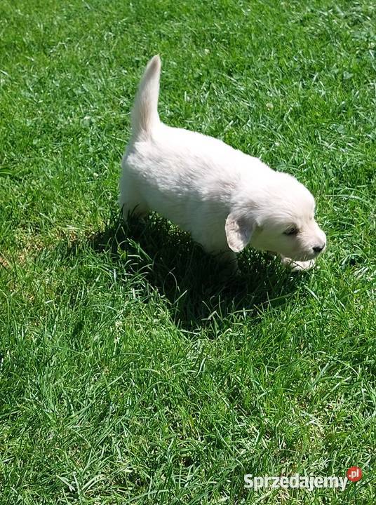 Szczenięta Golden Retriever ZKwP FCI Bierna