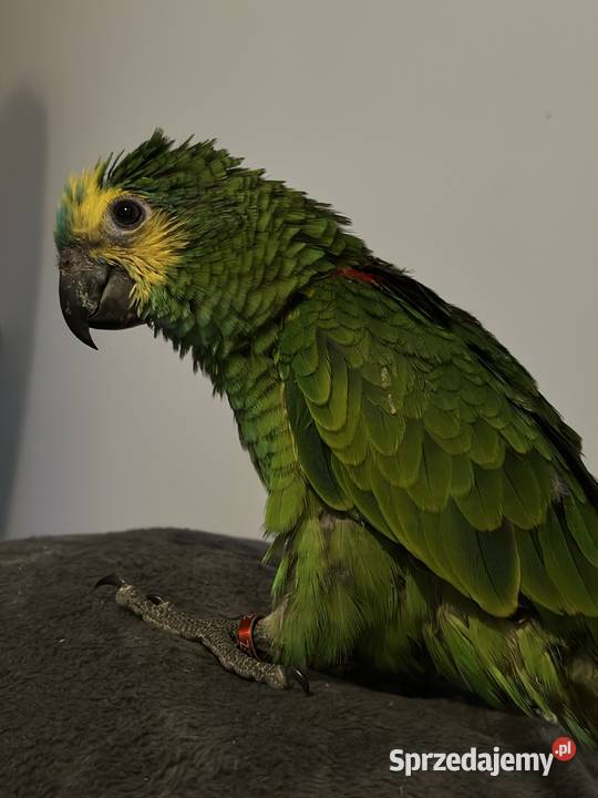 Amazonka niebieskoczelna ręcznie karmiona Ptaki