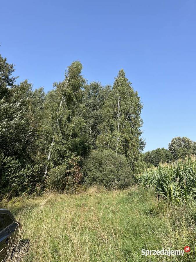 Sprzedam drewno na pniu Skiwy Małe