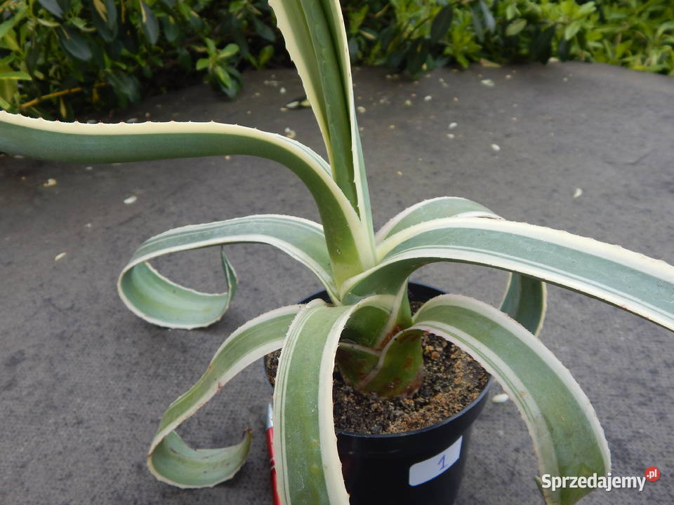Kolorowa agawa agave americana variegata NOVA 3