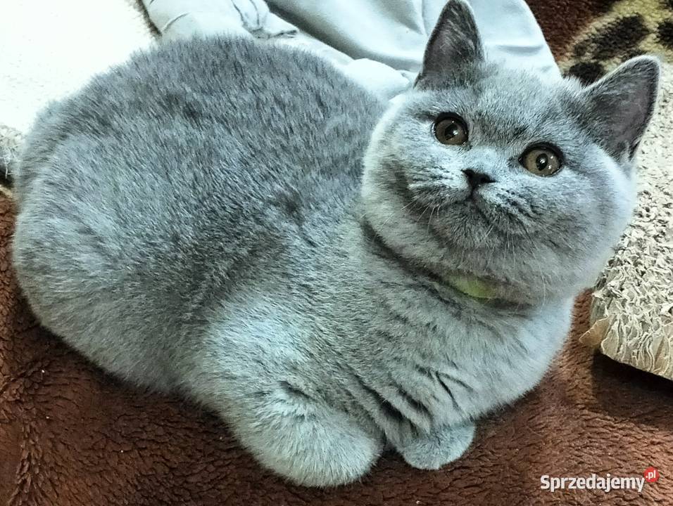 Śliczna Xantia Rodowód Międzynarodowy Łódź sprzedam