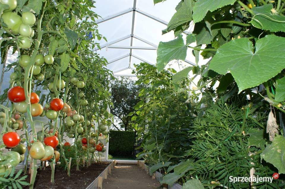 Szklarnia ogrodowa poliwęglan 85m2 211x405x191 Bielsko-Biała sprzedam