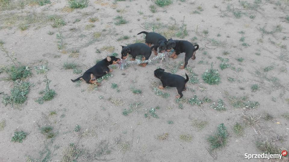 Jagdterier Terier Niemiecki terrier sprzedam