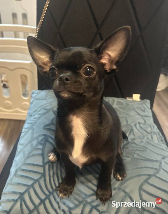Chihuahua maleńki chłopczyk ZkwP świętokrzyskie Raczyce