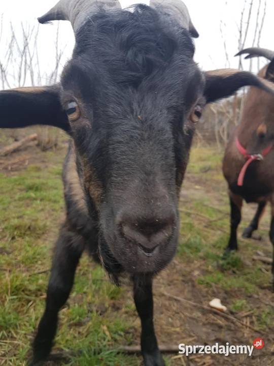 Koziołek z kwietnia Pozostałe Rudzienko