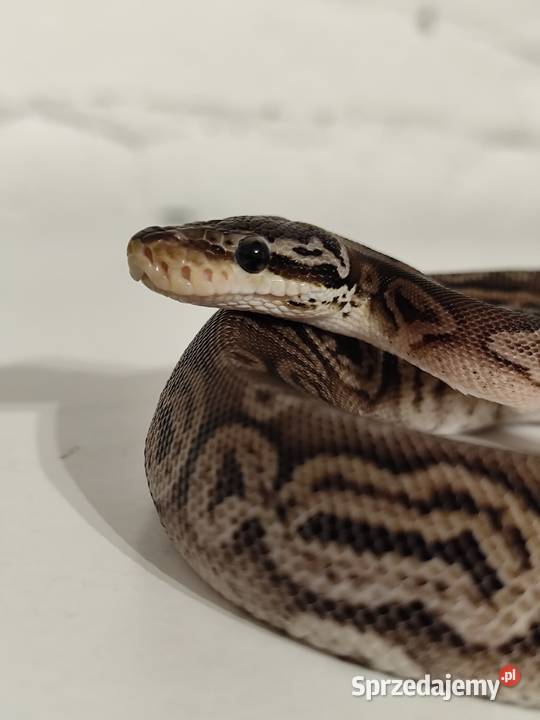 Samiczka pyton królewski Pruszków