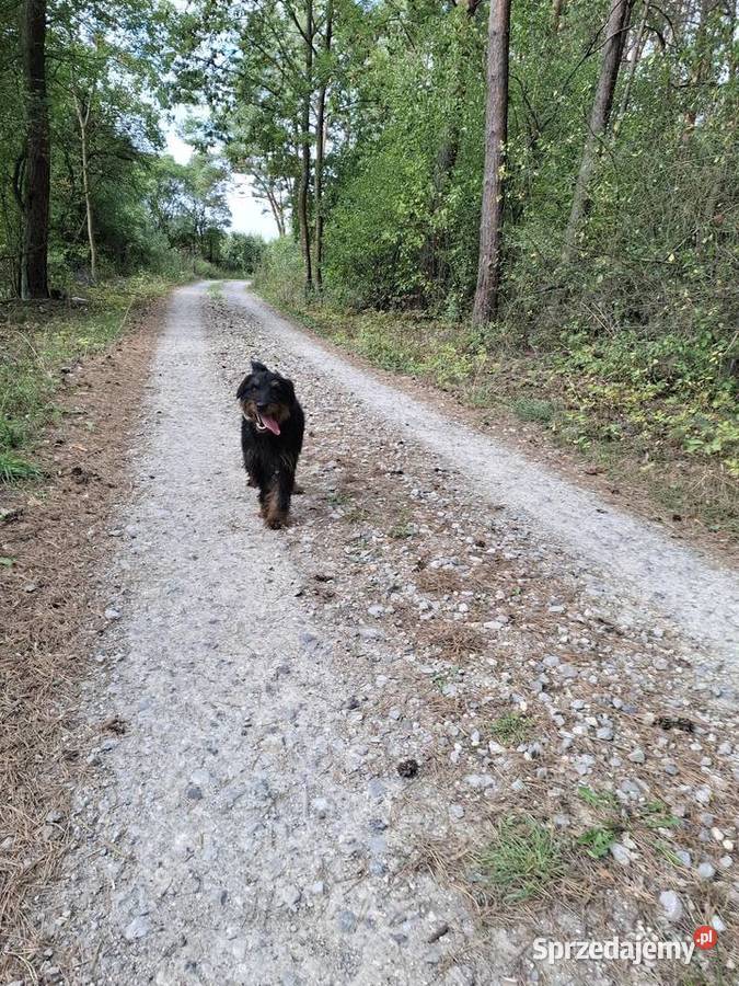 Terier Niemiecki Pies Józefów nad Wisłą