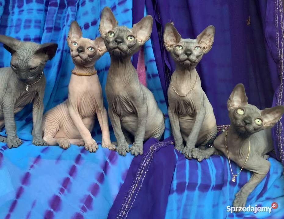 Czarne Niebieskie Białe Kociaki Szuka kocha też mazowieckie Warszawa sprzedam